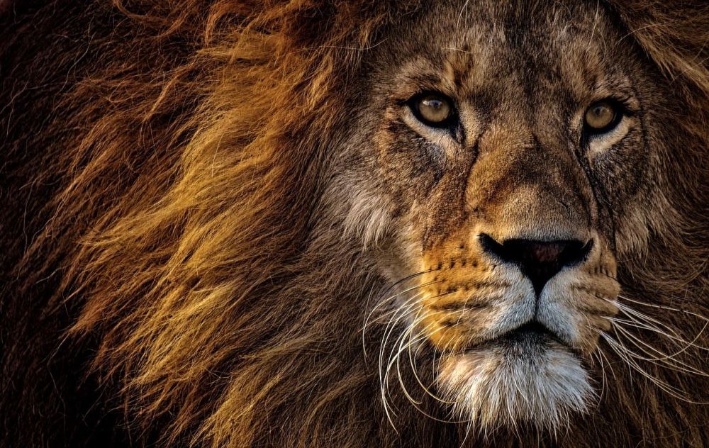 King of the jungle 7 life lessons to learn from the lion Hakuna Matata