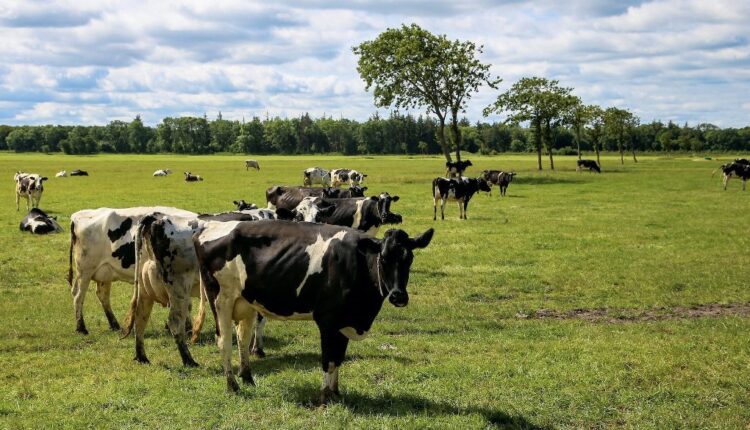 Sustainability and Environmental Consciousness